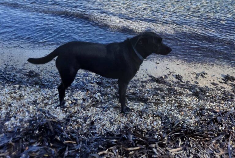 Χάθηκε η Λίζα από το Κόκκινο Λιμανάκι