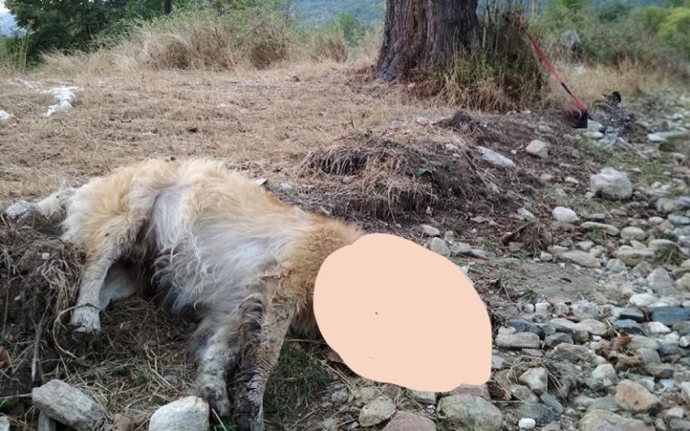 Προσοχή! Φόλες στο Πικέρμι. Ήδη υπάρχει νεκρό σκυλί