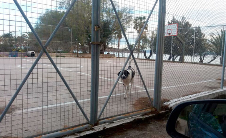 Δήμος Μαραθώνος: Ανακοίνωση του Αντιδημάρχου Αθλητισμού, Τουρισμού και υπεύθυνου προστασίας αδέσποτων ζώων