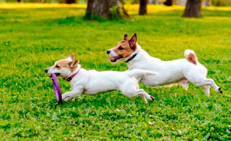 Ημερίδα ενημέρωσης των αρμόδιων φορέων του Δήμου Μαραθώνος για την αρμονική συνύπαρξη ζώων και ανθρώπων