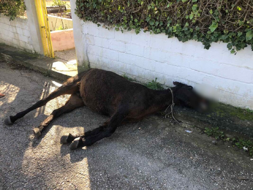 Νεκρό άλογο στην Αρτέμιδα- καταγγελίες για τον ιδιοκτήτη