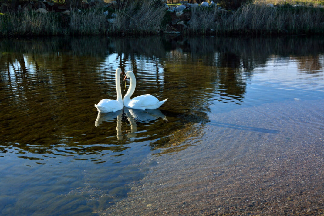 Πανέμορφες εικόνες ενός ζευγαριού κύκνων στο Μεγάλο Ρέμα Ραφήνας!