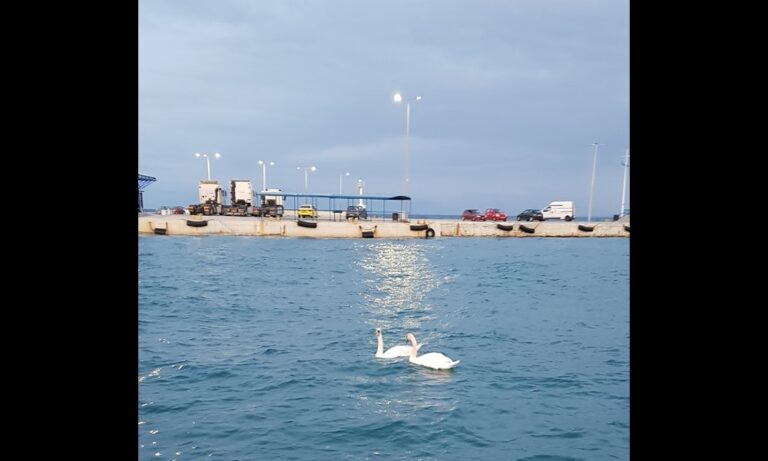 Οι κύκνοι βόλταραν και στο λιμάνι της Ραφήνας!(βίντεο)