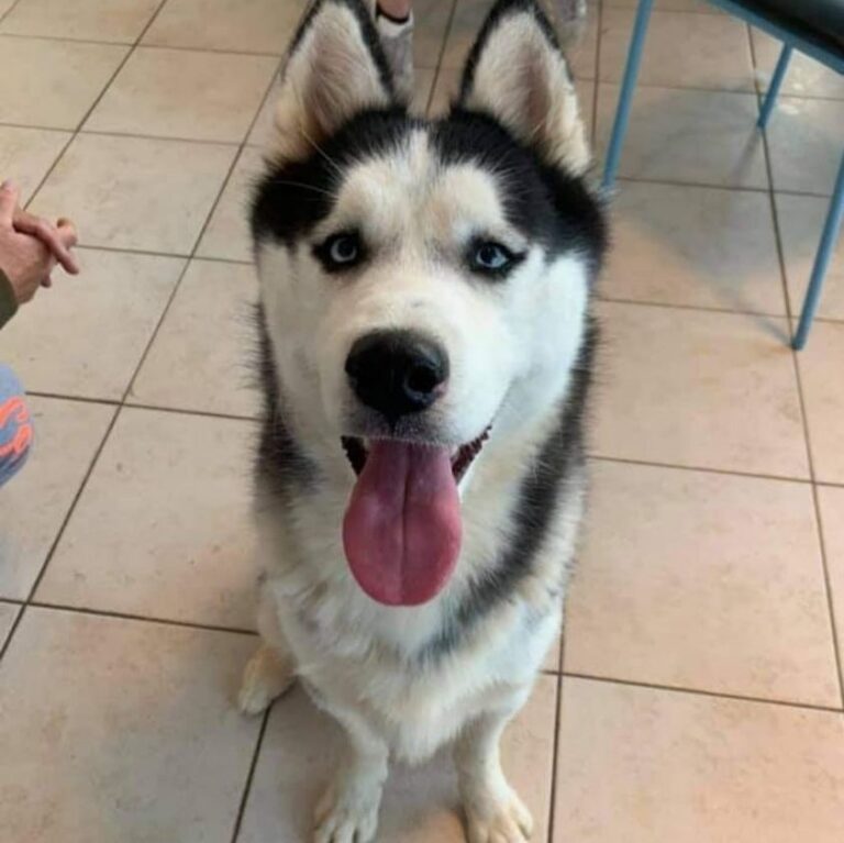 Βρέθηκε στο Πικέρμι. Μήπως τον ψάχνει κάποιος;