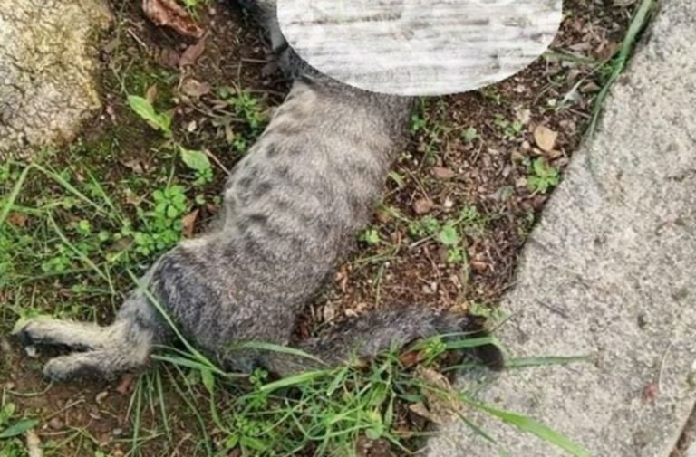 Προσοχή! Φόλες στο Πικέρμι