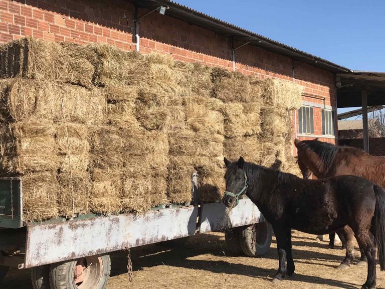 “Όλοι μαζί μπορούμε”: 2η παράδοση βοήθειας στο Κέντρο Θεραπευτικής Ιππασίας Σερρών