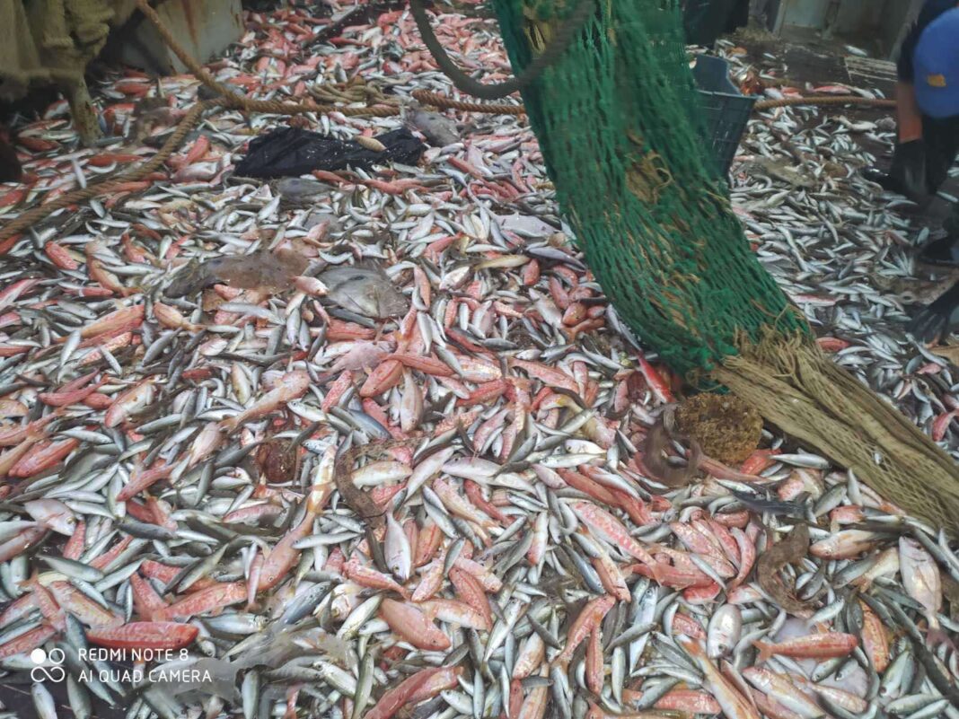 Το αφεντικό τρελάθηκε και ”χαρίζει” τα ψάρια την Δευτέρα στις ”Ανεμότρατες” της Ραφήνας!