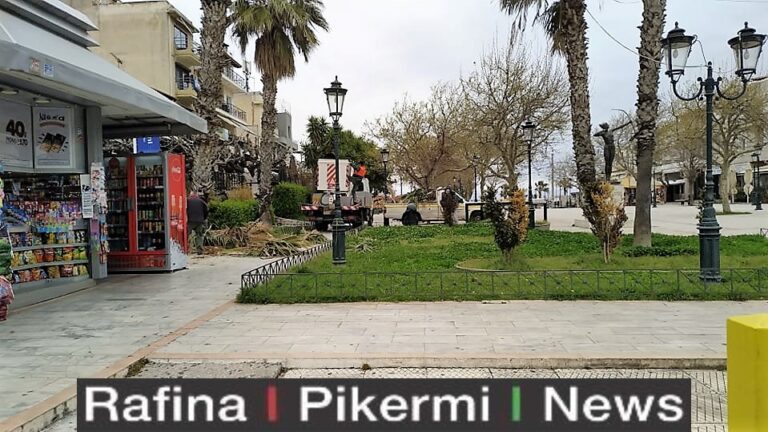 Κλαδεύτηκαν και οι φοίνικες στην Κεντρική Πλατεία Ραφήνας