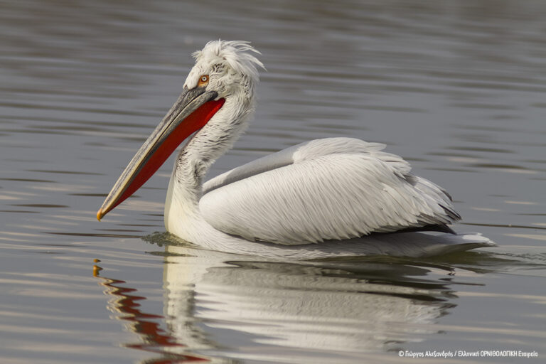 “Μαΐστρος”: Ο πρώτος Αργυροπελεκάνος με πομπό στη Δυτική Ελλάδα