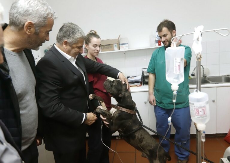 Δήλωση Περιφερειάρχη Αττικής Γ. Πατούλη για την Παγκόσμια Ημέρα Αδέσποτων Ζώων 