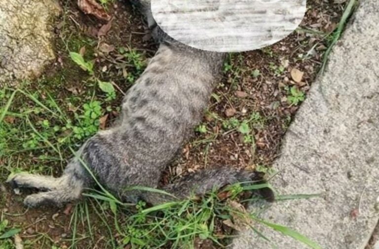 Οι φονιάδες των ζώων ξαναχτύπησαν. Φόλες στην οδό Καραγιάννη στη Ραφήνα
