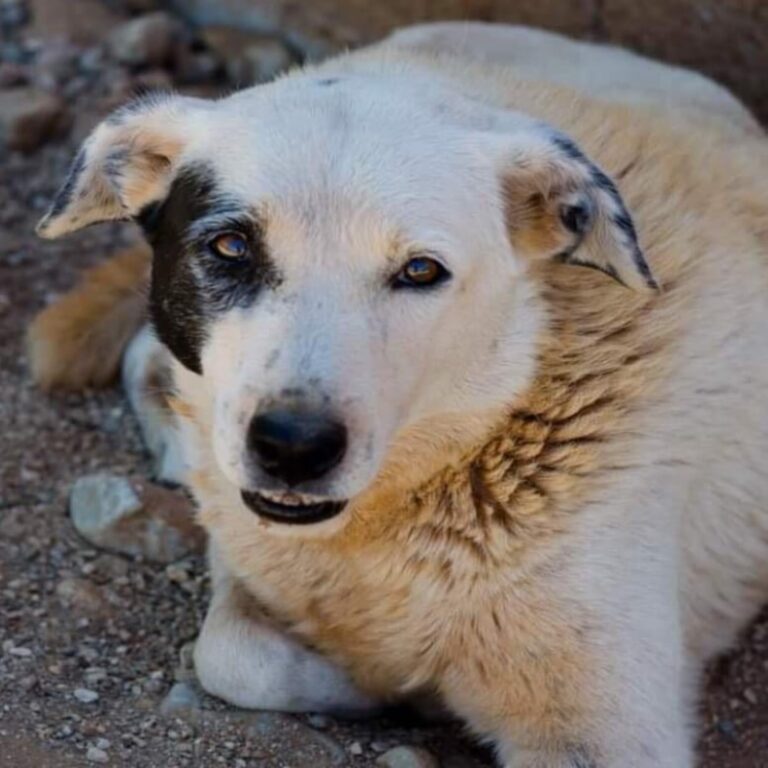 Χάθηκε η Ντάλια από την Αρτέμιδα σύνορα με Ραφήνα