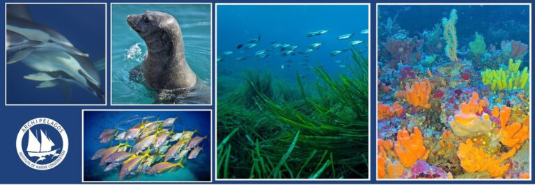 Webinar: Ο Φαντασμαγορικός Θαλάσσιος Κόσμος του Αιγαίου