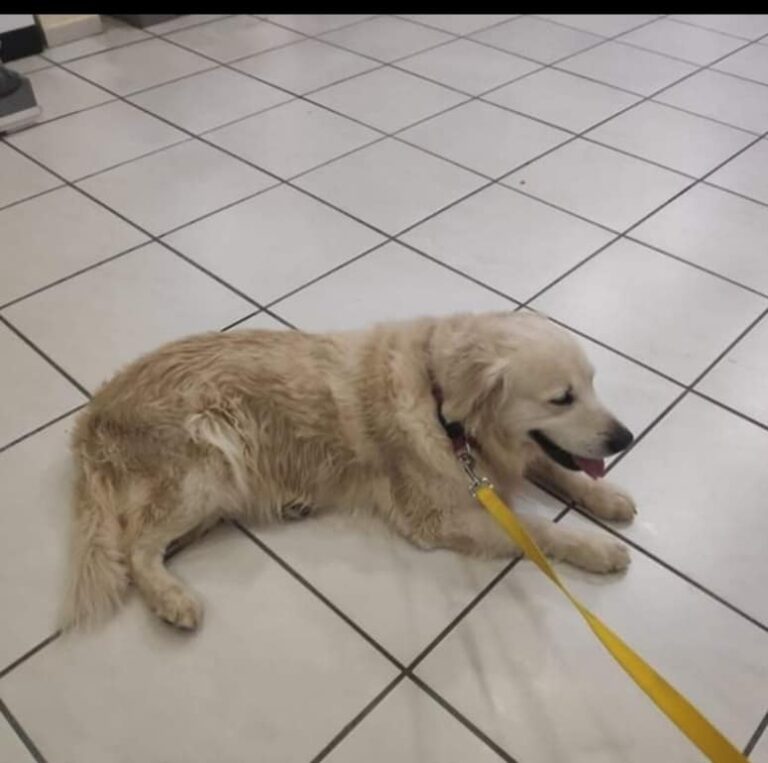 Βρέθηκε στο δρόμο Πικερμίου Σπάτων- Μήπως τον αναγνωρίζετε;