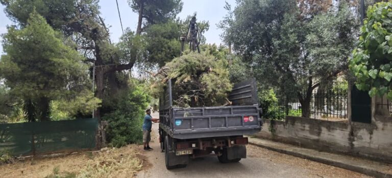 Συνεχίζεται η αποκομιδή των κομμένων κλαδιών από τα συνεργεία του Δήμου Μαραθώνος