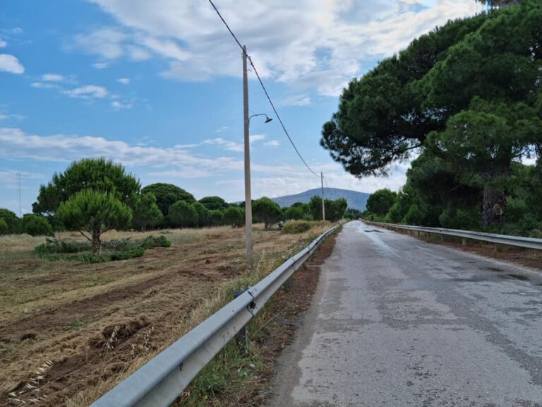 Διευκρινίσεις σχετικά με τα δημοσιεύματα για τον καθαρισμό του  Πευκοδάσους Σχινιά