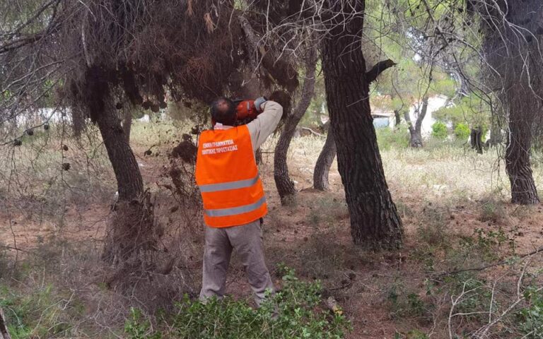 Δήμος Μαραθώνος: Ξεκίνησε η επιχείρηση «Δρυάδες» για την αντιπυρική θωράκιση του δήμου