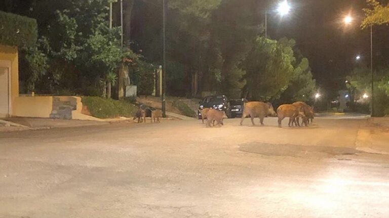 «Εκτελεστικό απόσπασμα» για… αγριογούρουνα στήνει το Δασαρχείο Πεντέλης