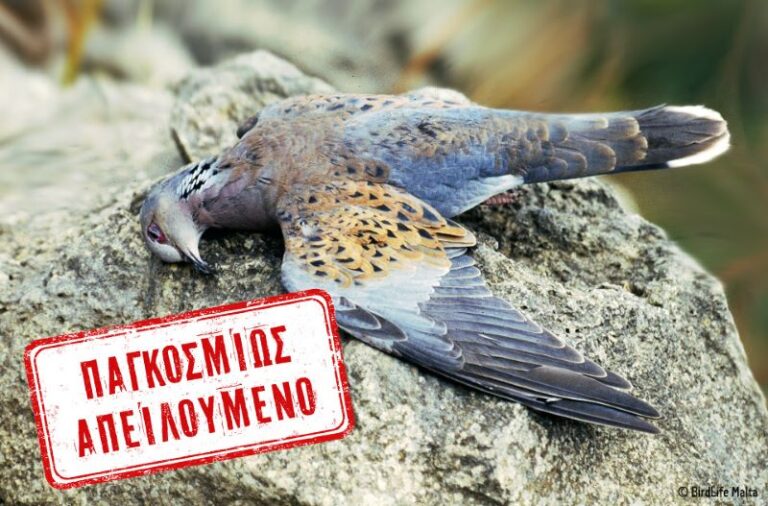 Θυσία το Τρυγόνι στα κυνηγετικά συμφέροντα