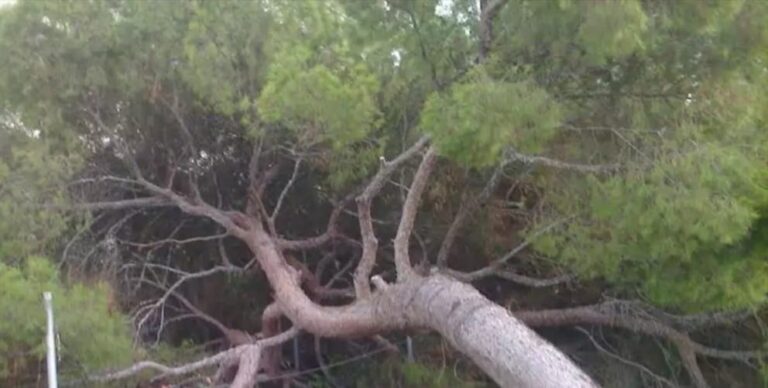 Πτώση δέντρου μετά την είσοδο του Κέντρου Υγείας Ραφήνας – επέμβαση της Υπηρεσίας Πρασίνου Ραφήνας Πικερμίου