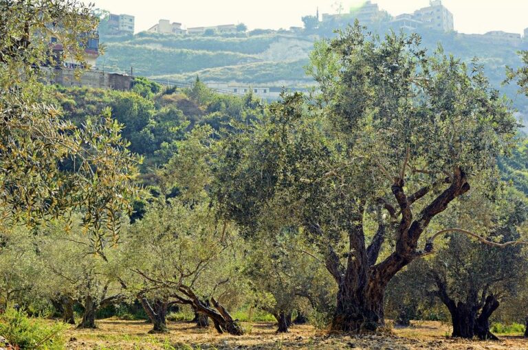 Φεύγουν από την Ελλάδα οι Αλβανοί εργάτες γης – Σε κίνδυνο η ελαιοπαραγωγή