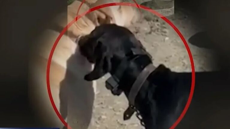 Συνέλαβαν τον 67χρονο που έκανε ηλεκτροσόκ σε σκύλο