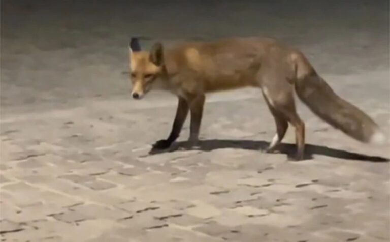 Viral το βίντεο με την αλεπού στην Ακρόπολη