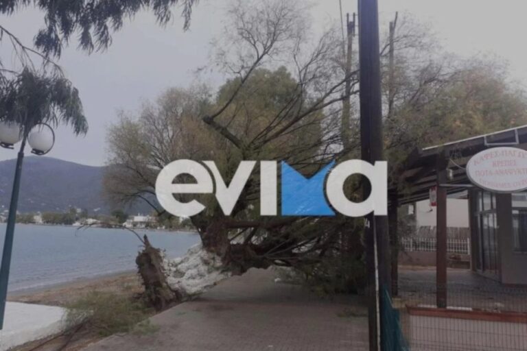 Εύβοια: Ξήλωσε δέντρο ο αέρας – ‘Επεσε σε μαγαζί