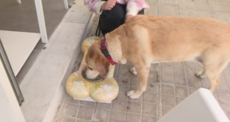 Άνοιξε στην Αθήνα το πρώτο καφέ για σκύλους