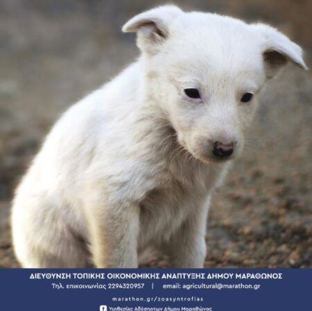Ημέρα υιοθεσίας αδέσποτων κουταβιών από τον Δήμο Μαραθώνος την Κυριακή 30 Απριλίου 2023 Ημέρα-υιοθεσίας-αδέσποτων-κουταβιών-από-τον-Δήμο-Μαραθώνος-την-Κυριακή-30-Απριλίου-2023