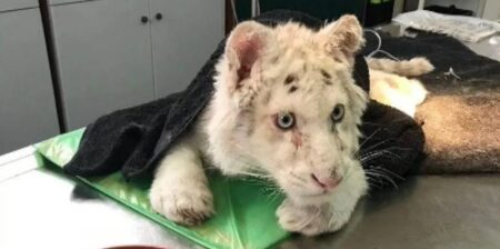 Σπάτα: Σε σοβαρή κατάσταση το λευκό τιγράκι – Αναμένεται η οριστική απόφαση Σπάτα:-Σε-σοβαρή-κατάσταση-το-λευκό-τιγράκι-–-Αναμένεται-η-οριστική-απόφαση