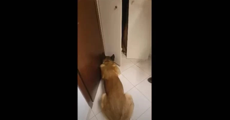 Θεσσαλονίκη: Βίντεο με αστυνομικό σκύλο που “ξετρυπώνει” την κοκαΐνη