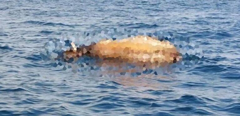 Θερμαϊκός: Ψαράδες βρήκαν νεκρή αγελάδα να επιπλέει στη θάλασσα
