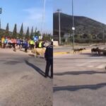Αυτό-θα-πει-αυθεντικός-Μαραθώνιος-–-Κοπάδι-με-γίδια-ξέφυγε-από-βοσκό-και-άρχισε-να-τρέχει-με…-τους-δρομείς