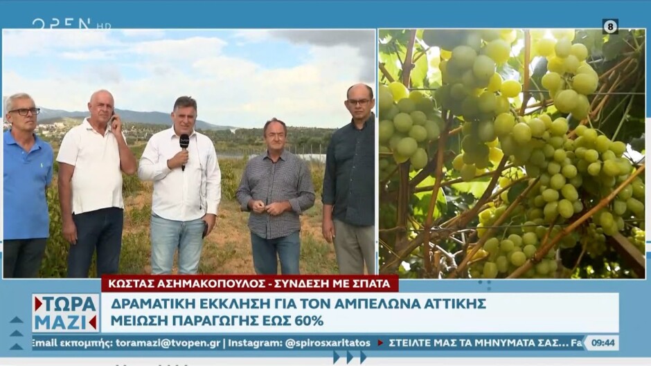 Σπάτα: Κραυγή αγωνίας για τους αμπελουργούς στην Αττική – anattica