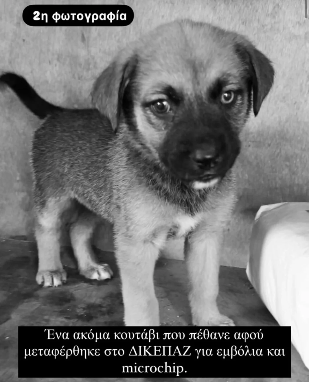 Κώστας Μπακογιάννης: Καταγγελία για «συνεχόμενους θανάτους ζώων στο Καταφύγιο Αδέσποτων του Δήμου Αθηναίων» – 8 καίρια ερωτήματα προς τον Δήμαρχο – rpn