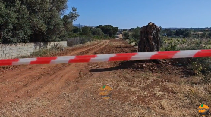 Συναγερμός στη Ραφήνα – Εντοπίστηκε πτώμα άνδρα σε αμπέλι στην Αρίωνος – rpn