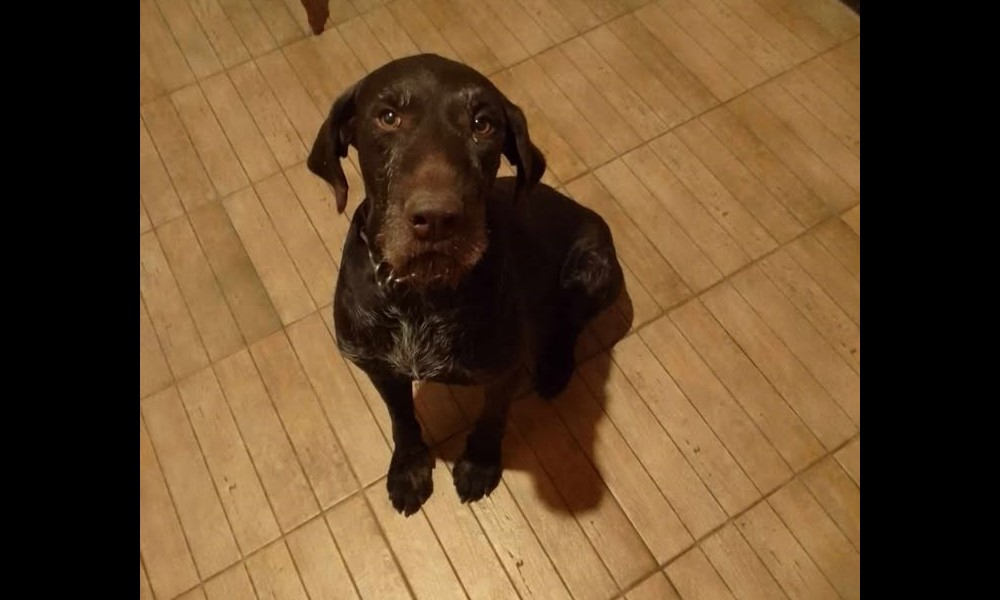 Χάθηκε σκύλος καφέ χρώματος στη Ραφήνα – rpn