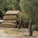 506020088_1017283020619918_5073793400593474694_n