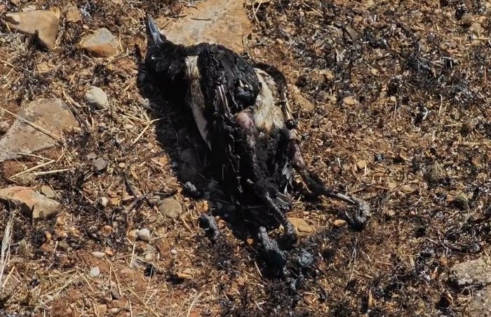 Μαραθώνας: Καρακάξα φέρεται ότι προκάλεσε την πυρκαγιά στο Άνω Σούλι – rpn