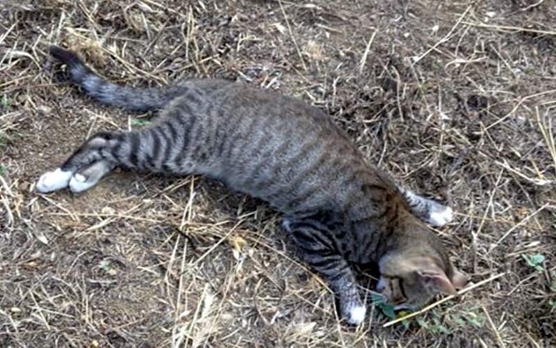 ΠΡΟΣΟΧΗ: Φόλες στη Ραφήνα – Νεκρές γάτες στην οδό Ναπ. Σουκατζίδη – rpn