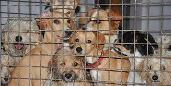 Προς τους φιλόζωους δημότες Ραφήνας Πικερμίου: Τέλος η ανοχή απέναντι σε έναν δήμο που μας εμπαίζει και αδιαφορεί για τα ζώα – rpn