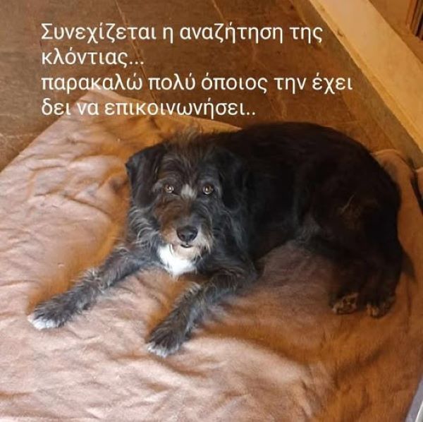 Νέος Βουτζάς: Συνεχίζεται η αναζήτηση της Κλόντιας – Κάθε πληροφορία είναι πολύτιμη – rpn