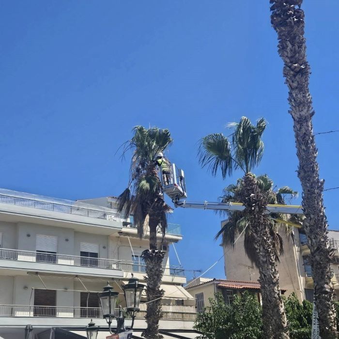 Ραφήνα: Κλαδεύτηκαν οι φοίνικες της πλατείας Πλαστήρα – rpn