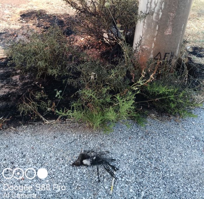 Ραφήνα: Νέα φωτιά σε κολόνα της ΔΕΗ – ”Ένοχος” μια καρακάξα – rpn