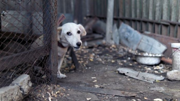 Ραφήνα: Καύσωνας, ανευθυνότητα και σιωπή – Η “εξαφάνιση” της εθελοντικής δράσης στο καταφύγιο αδέσποτων