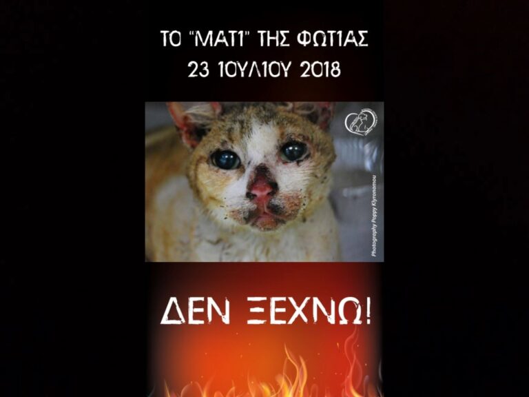 Πήγασος Φιλοζωική Ραφήνας Πικερμίου: Στο καταφύγιο ζουν ψυχές που η ατυχία τους ήταν να γεννηθούν αδέσποτα – rpn