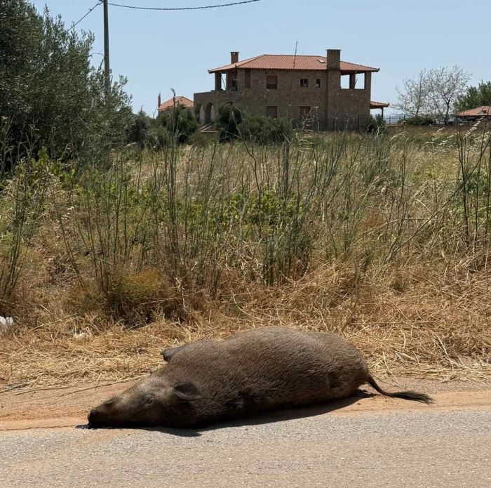 Πικέρμι: Βρέθηκε νεκρό αγριογούρουνο στην οδό Δεξαμενής – Πιθανή σύγκρουση με όχημα – rpn