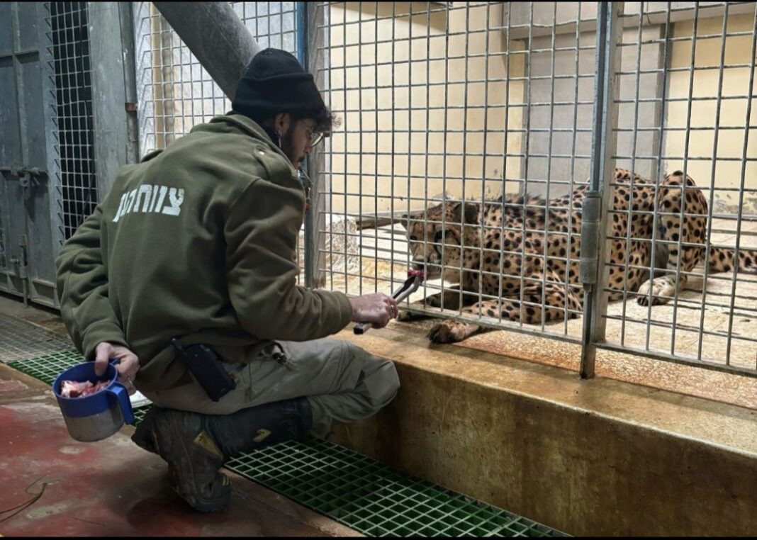 Λεοπάρδαλη κατασπάραξε εργαζόμενο σε ζωολογικό κήπο μπροστά σε επισκέπτες