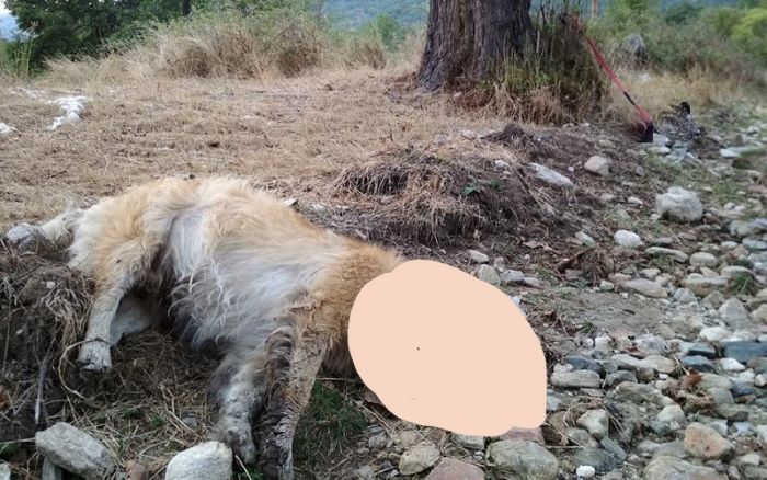 Ηλεία: Πέταξαν φόλες ακόμα και μέσα σε αυλές – Τουλάχιστον 10 σκυλιά νεκρά – rpn